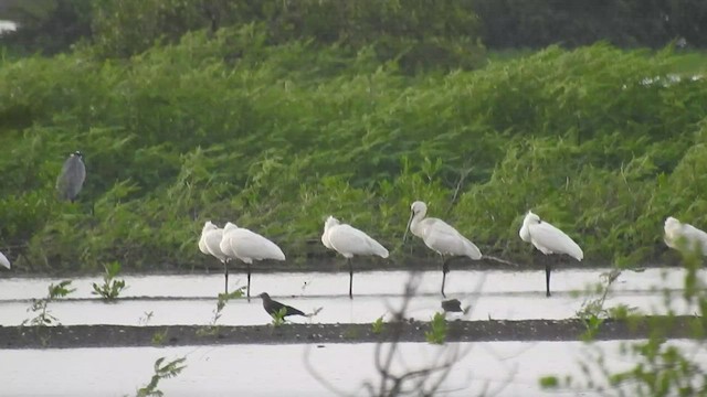 Eurasian Spoonbill - ML467309021