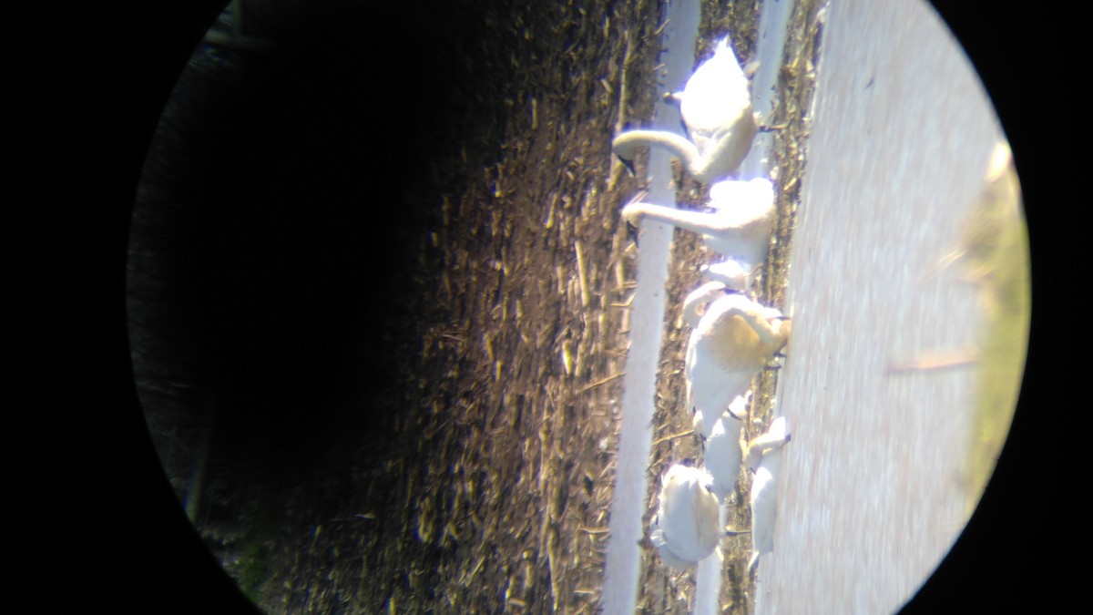 Trumpeter Swan - ML46730961