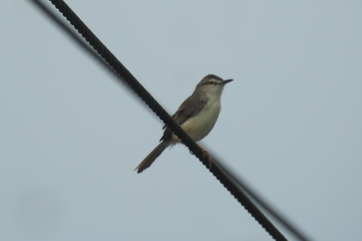 Plain Prinia - ML467309731