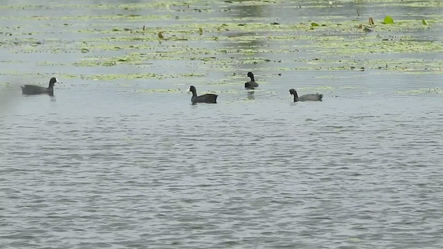 Eurasian Coot - ML467309971