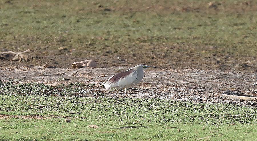 Indian Pond-Heron - ML467311781