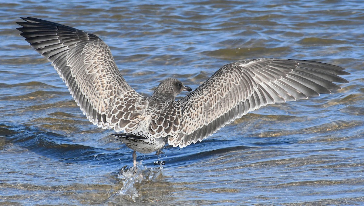 California Gull - ML467313101