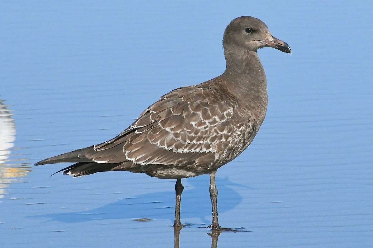 Gaviota Mexicana - ML467313241