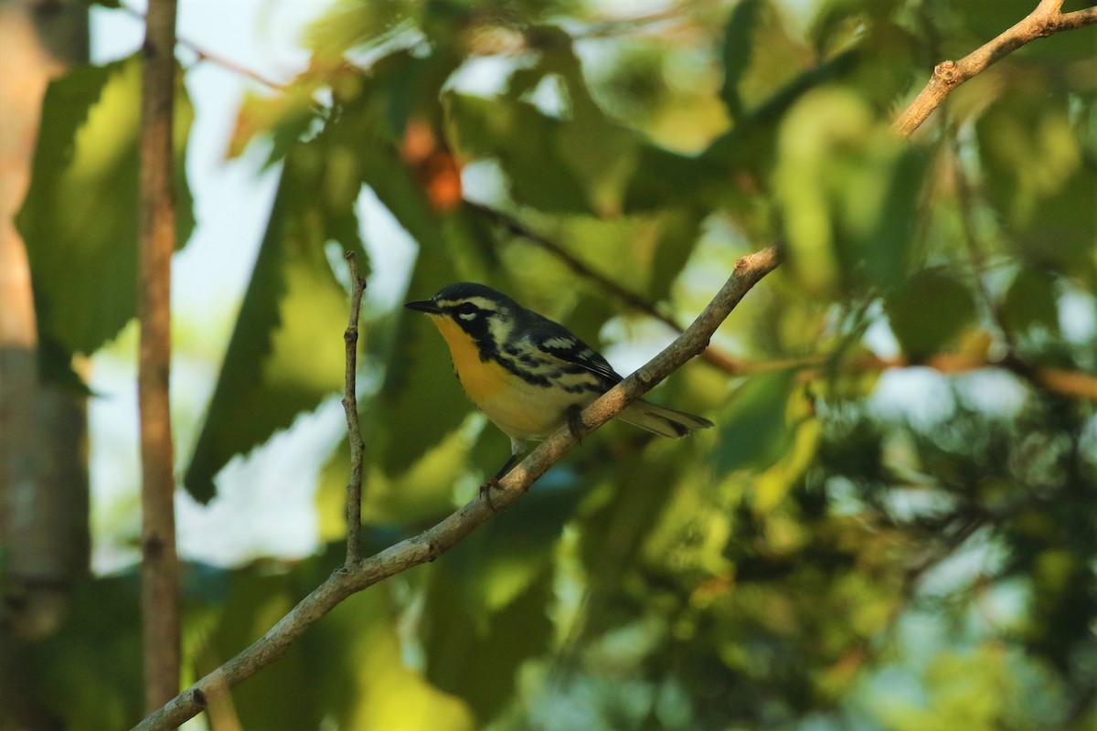 Yellow-throated Warbler - ML467316431