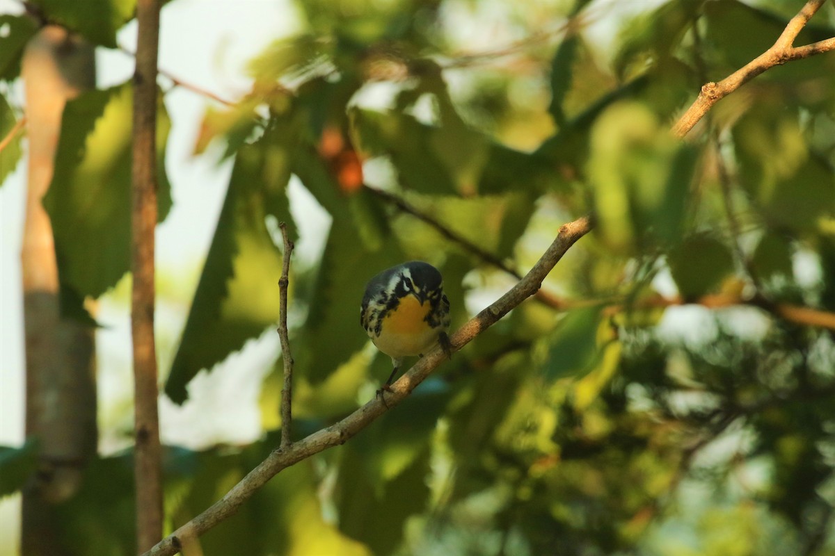 Yellow-throated Warbler - ML467316451