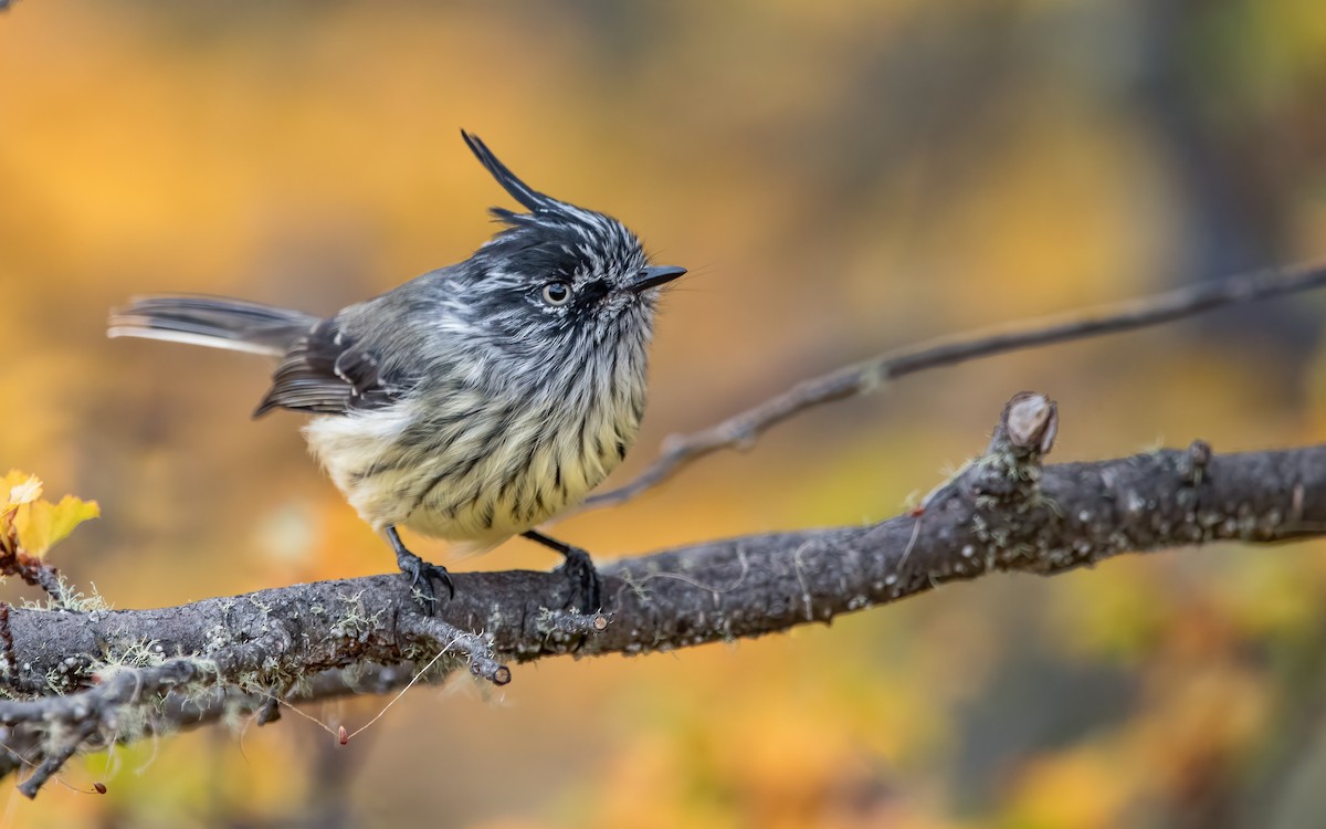 Tufted Tit-Tyrant - ML467319811