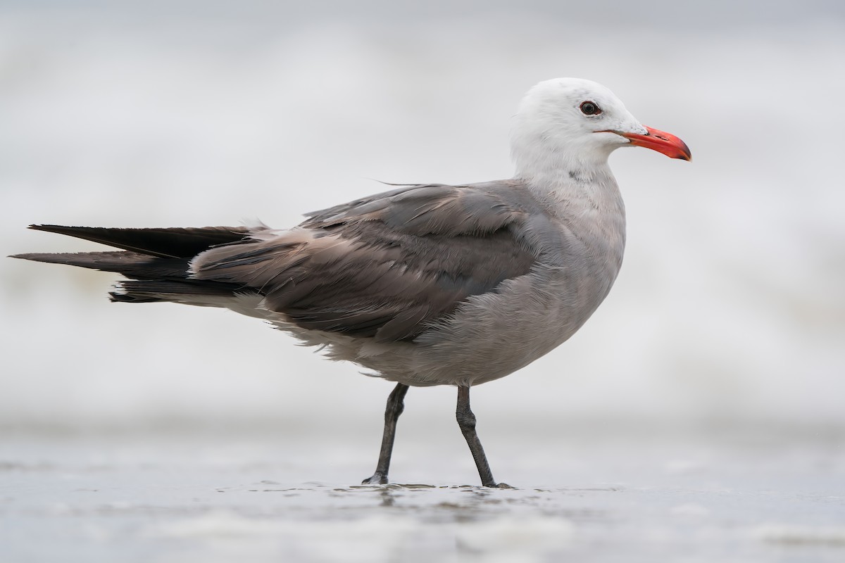 Heermann's Gull - ML467324841