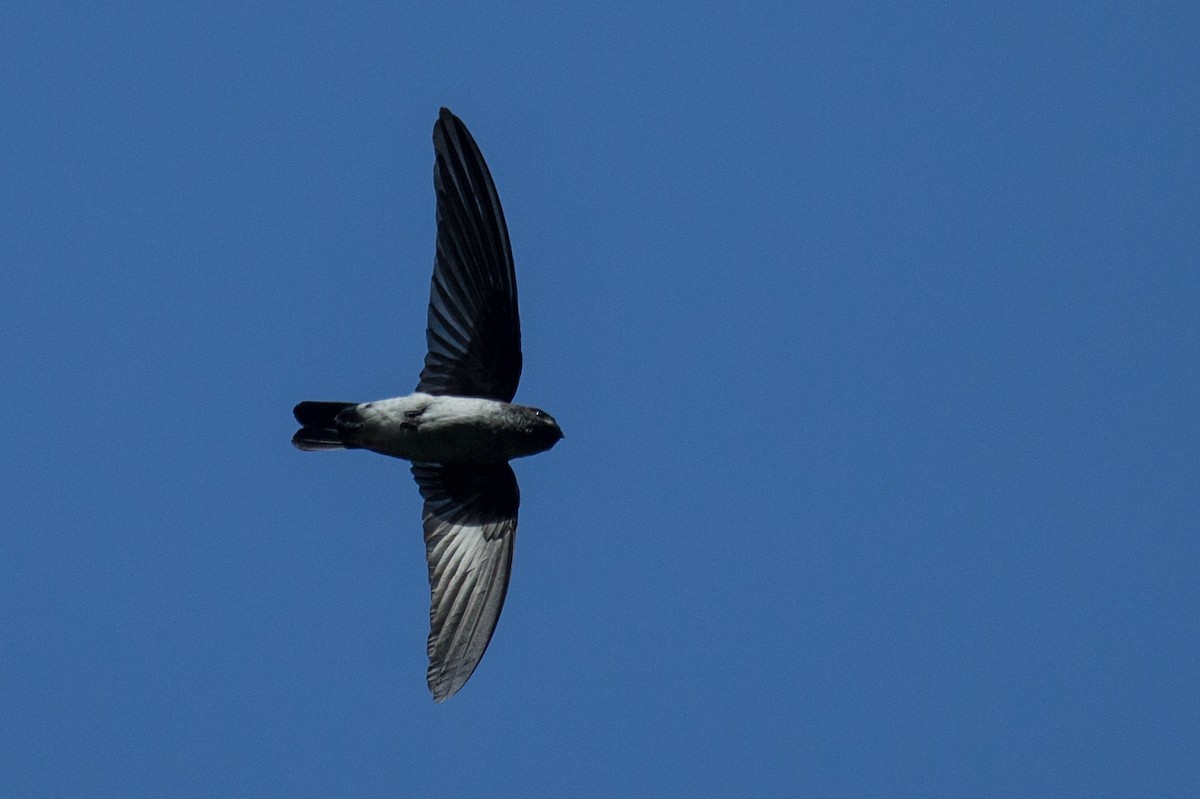 Drab Swiftlet - Robert Tizard