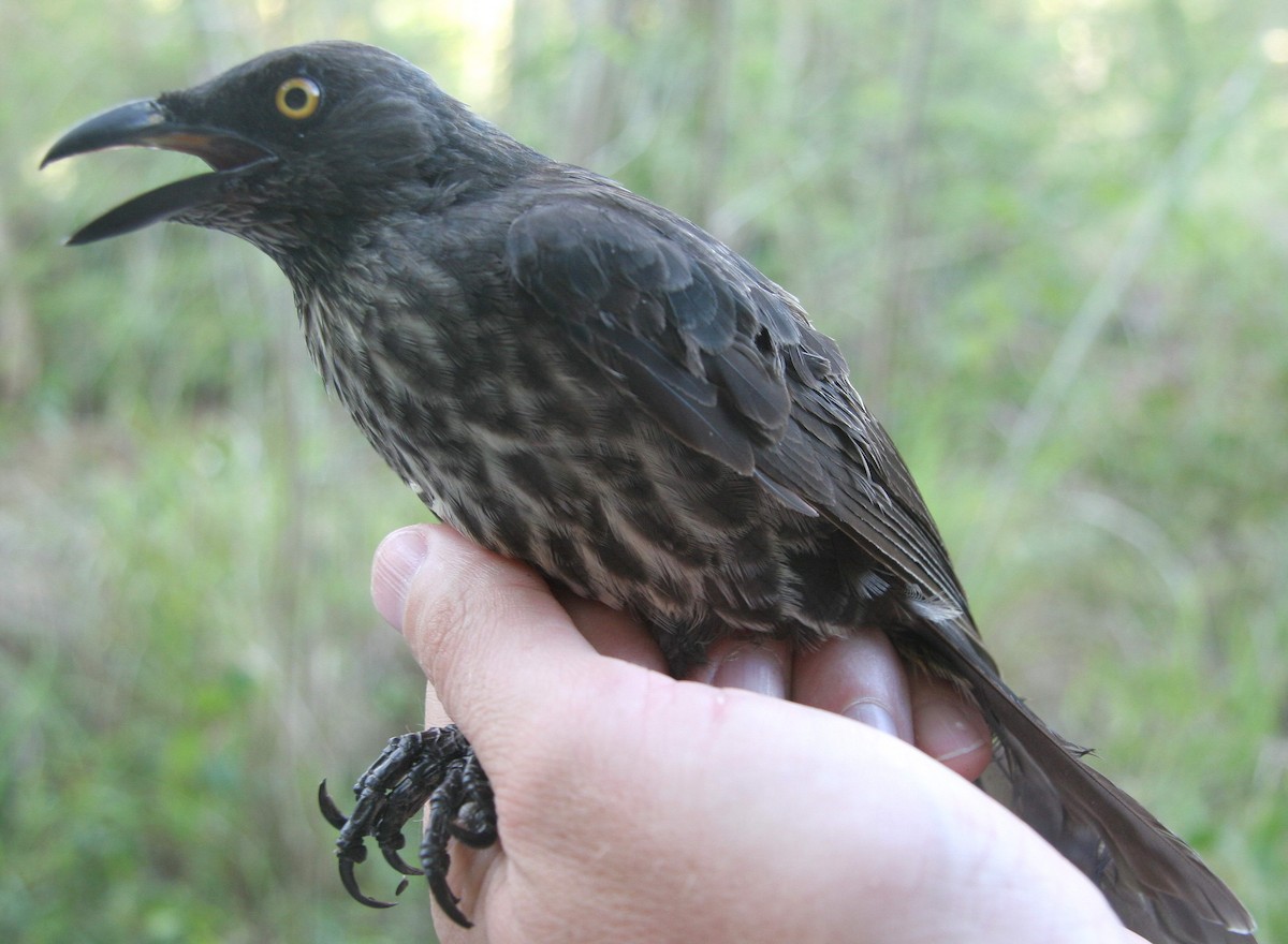 Micronesian Starling - Eric VanderWerf