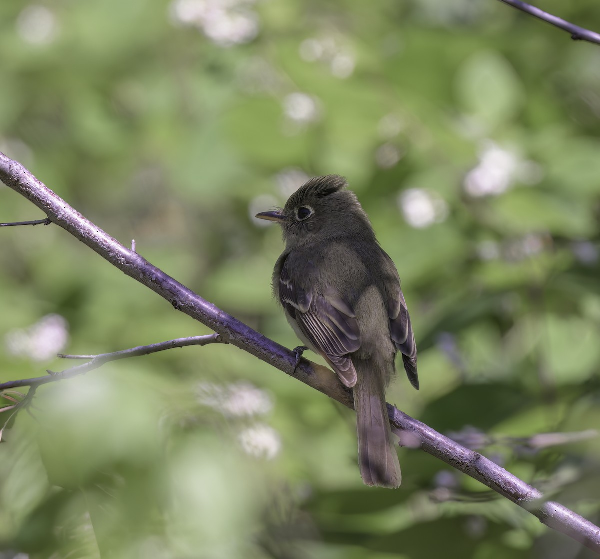 Western Flycatcher (Cordilleran) - ML467326531