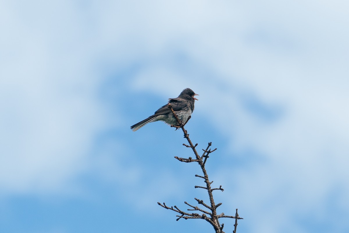 Dark-eyed Junco - ML467327401