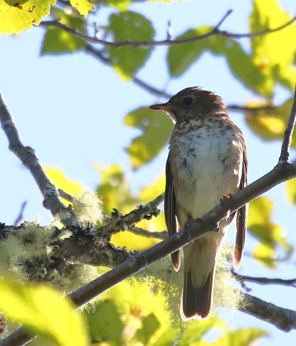 Swainson's Thrush - ML467327981