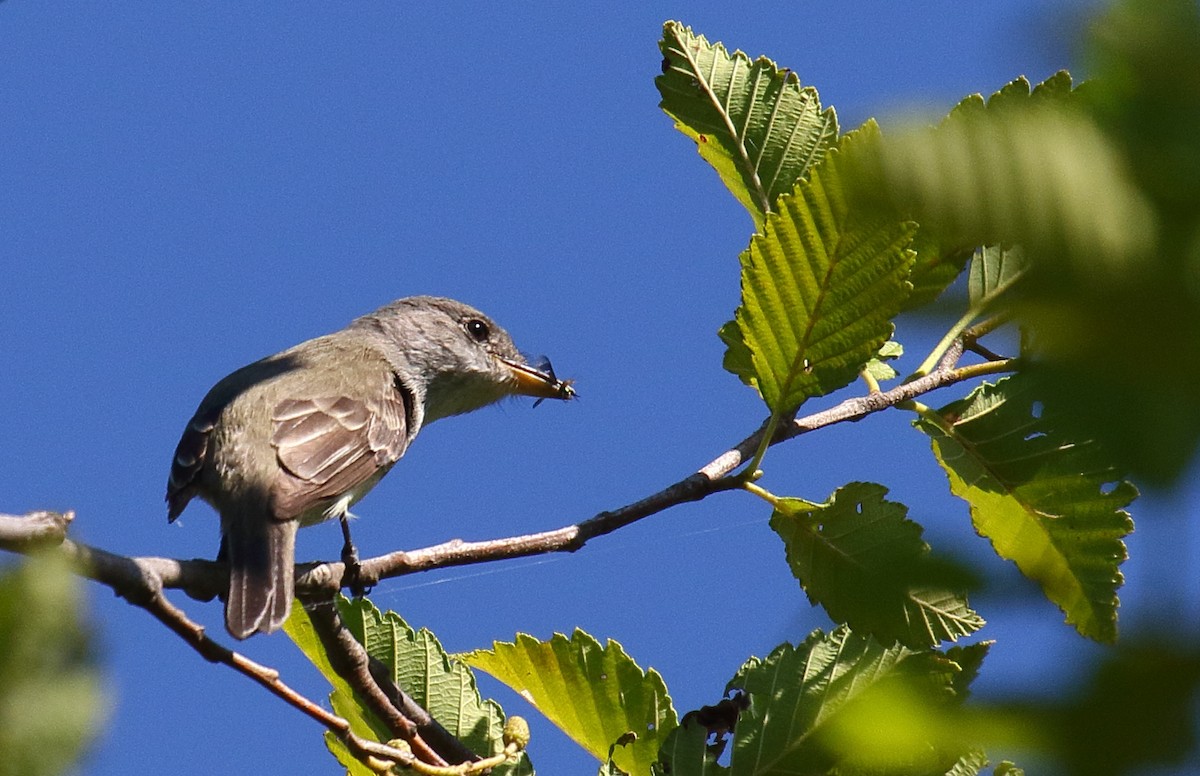 Willow Flycatcher - ML467328011