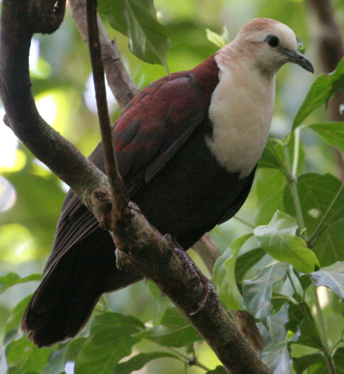 White-throated Ground Dove - ML46732901