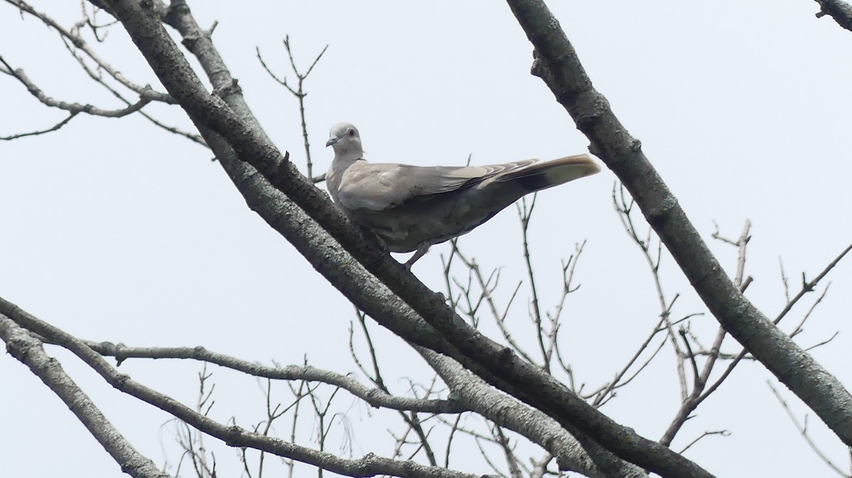 Eurasian Collared-Dove - Leslie Sours