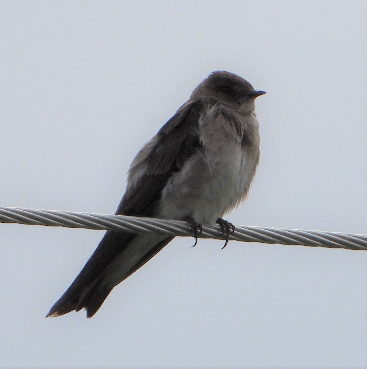 Hirondelle à ailes hérissées - ML467330491