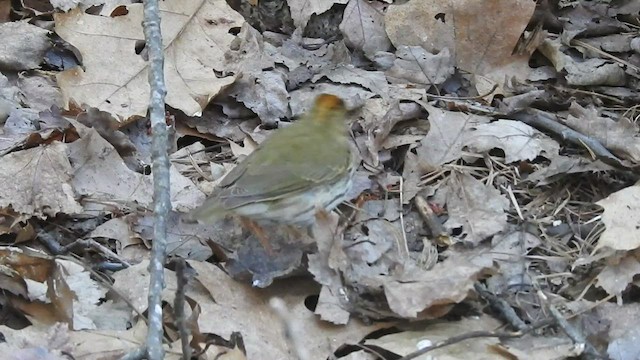 Paruline couronnée - ML467330841