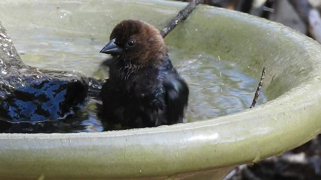 Brown-headed Cowbird - ML467331371