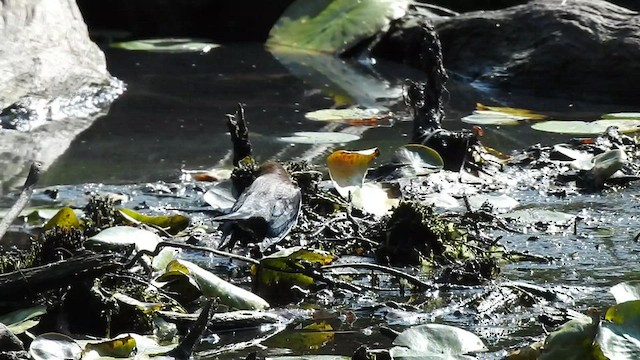 Rusty Blackbird - ML467332731