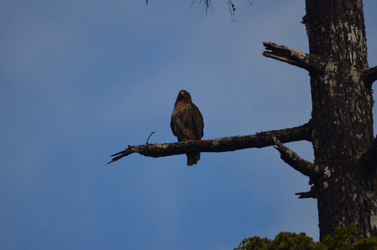 Red-tailed Hawk (calurus/alascensis) - Andrew Jacobs