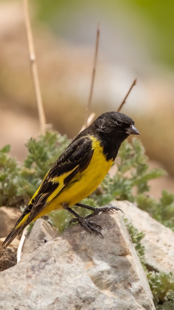 Yellow-rumped Siskin - ML467333681