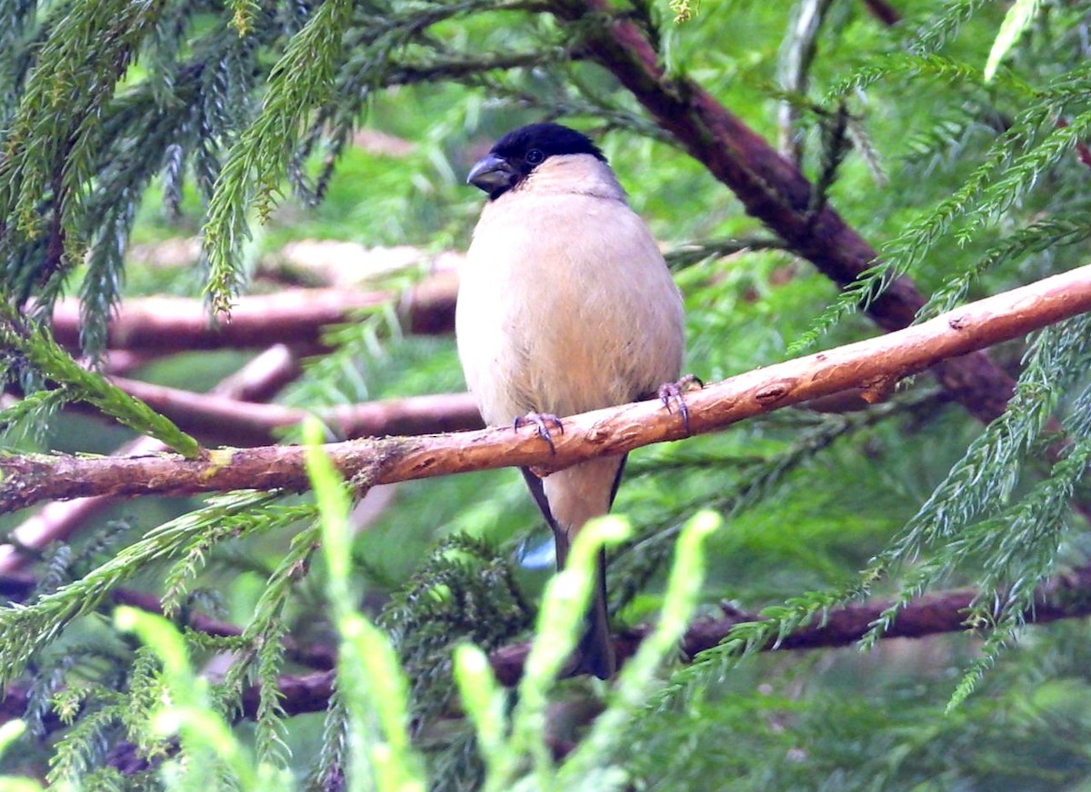 Azores Bullfinch - ML467333821