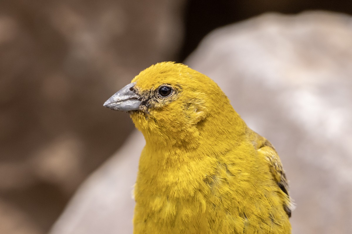 Greater Yellow-Finch - Evelyn Henriquez