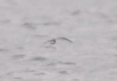 Wellenläufer (leucorhoa) - ML467333901