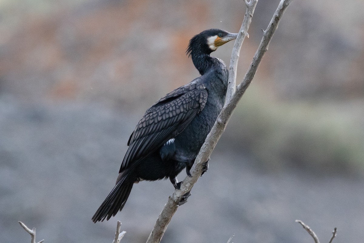 Great Cormorant - ML467334001