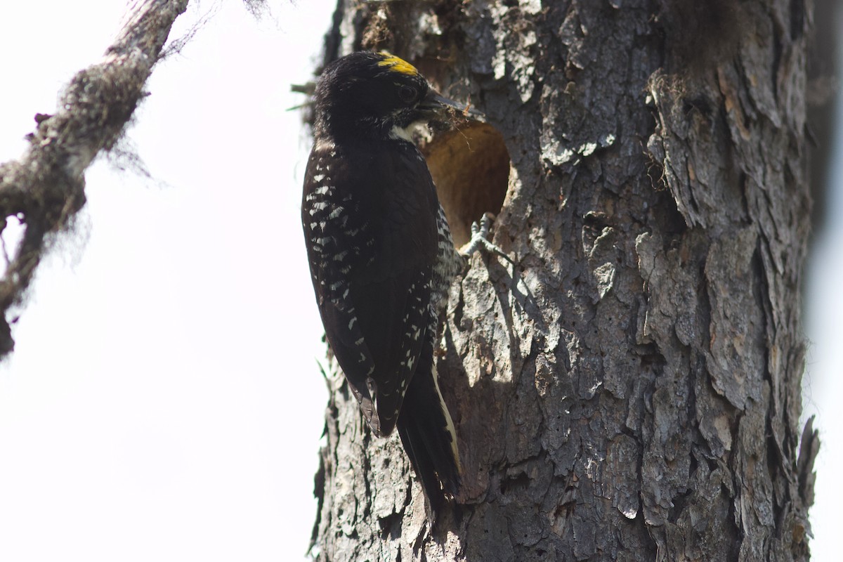 American Three-toed Woodpecker - ML467334091