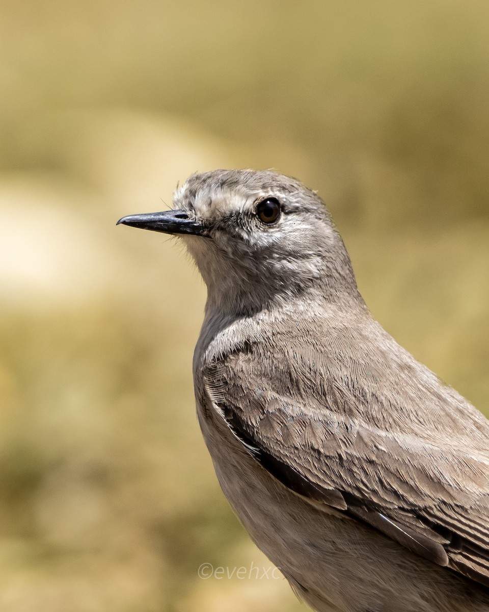 Ochre-naped Ground-Tyrant - Evelyn Henriquez