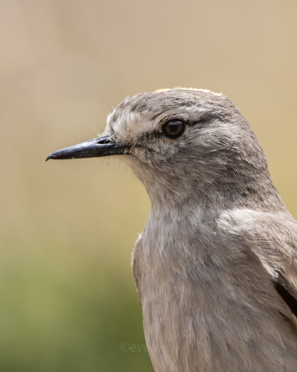 Ochre-naped Ground-Tyrant - Evelyn Henriquez