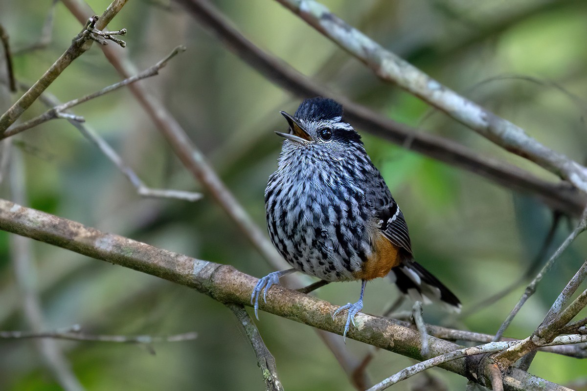 Ochre-rumped Antbird - Alexandre Gualhanone