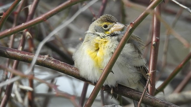 Dickcissel d'Amérique - ML467334601