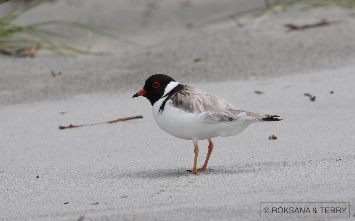 Hooded Plover - Roksana and Terry