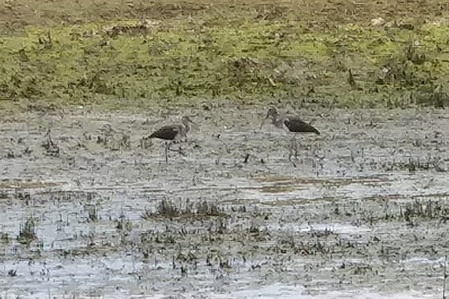 White Ibis - ML467335331