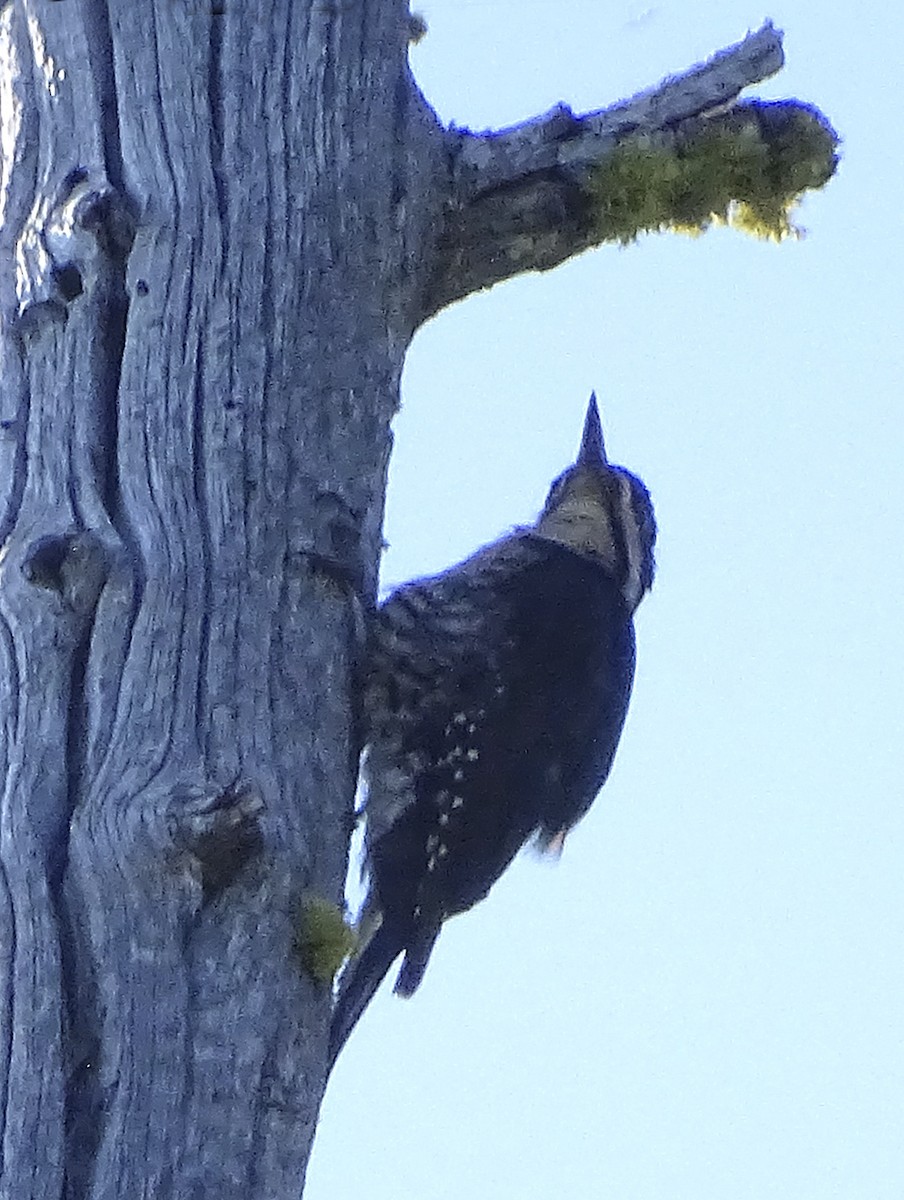 Black-backed Woodpecker - ML467336991