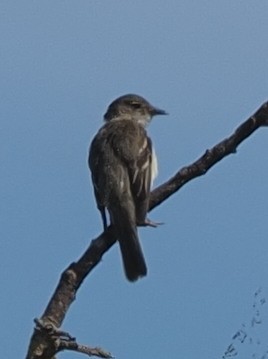 Eastern Wood-Pewee - ML467337311