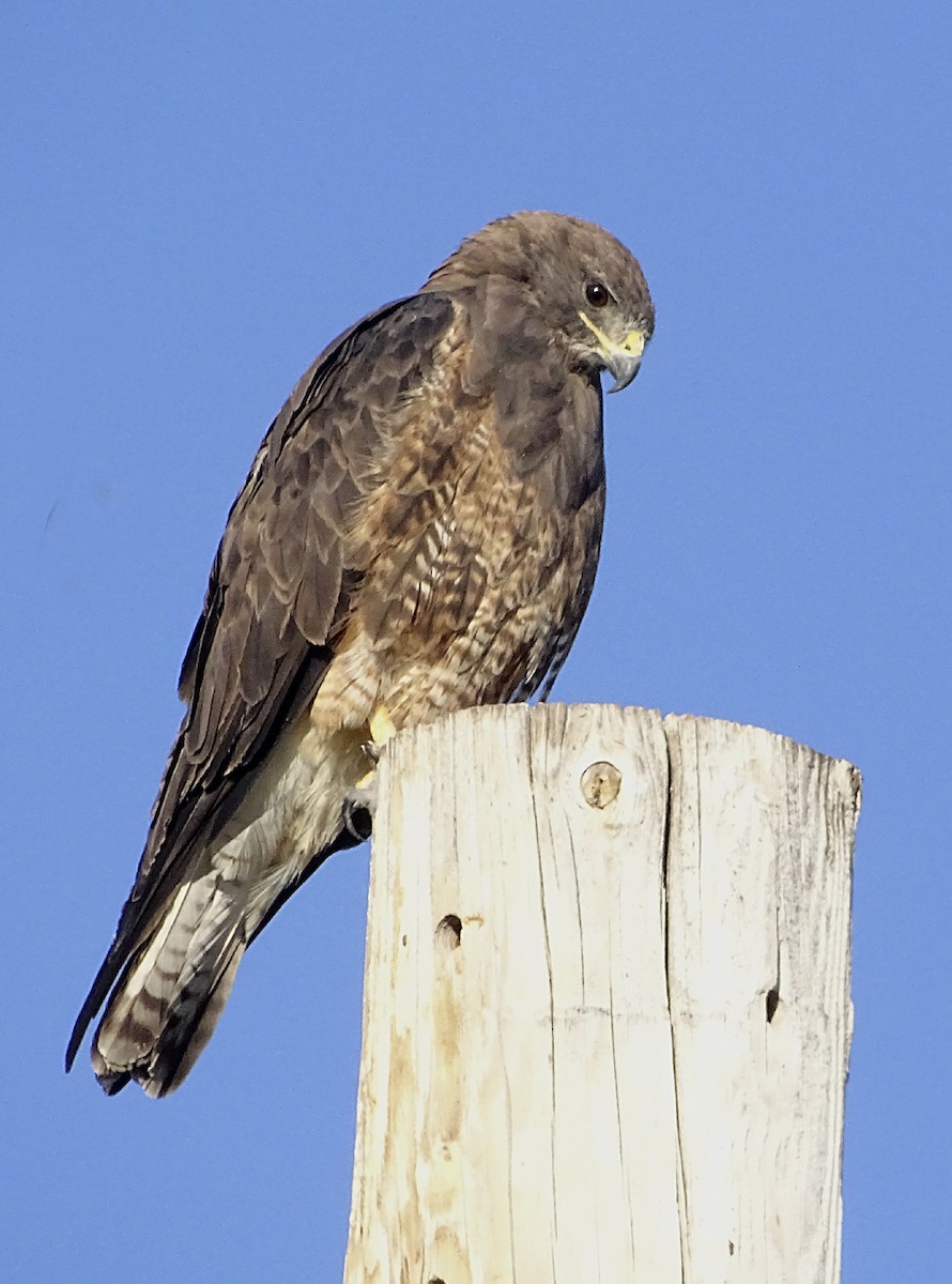 Swainson's Hawk - ML467337941