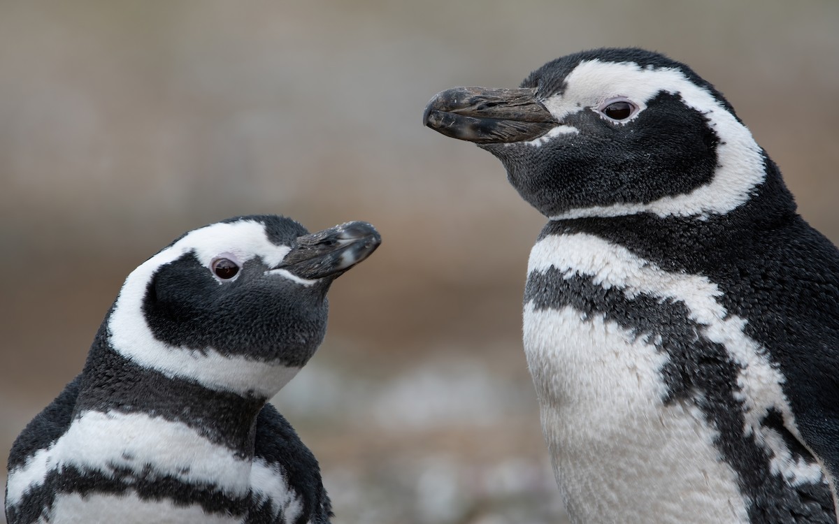 Magellanic Penguin - ML467338311