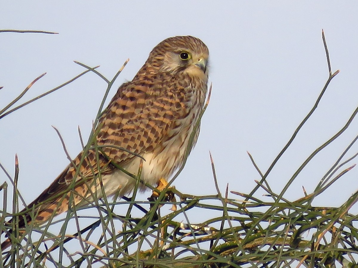 Eurasian Kestrel - Ritvik Singh