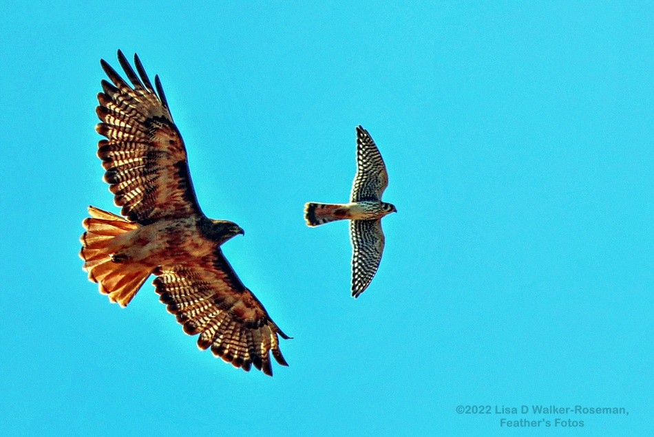 American Kestrel - ML467339781