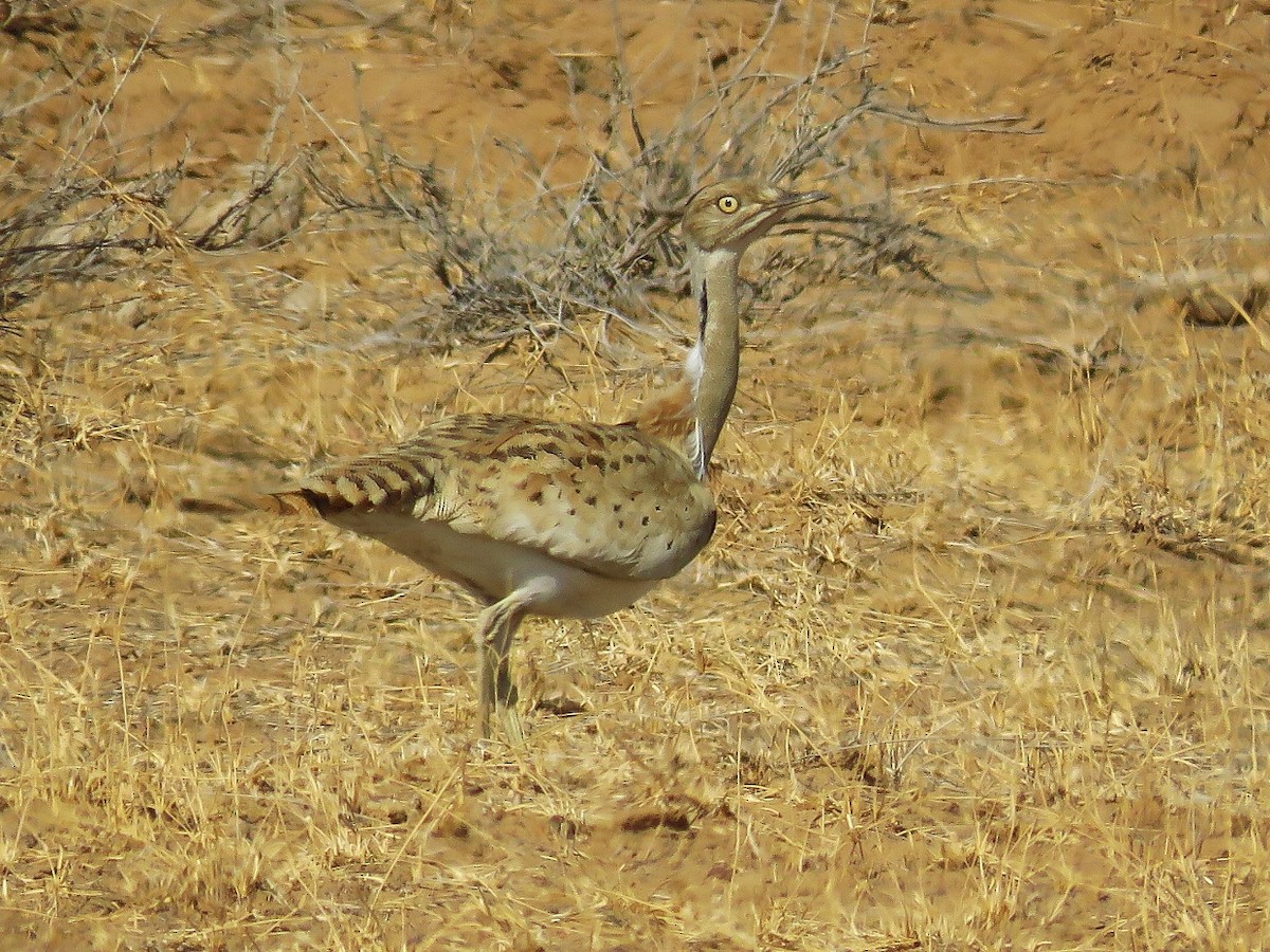 חוברה מדברית - ML46734001