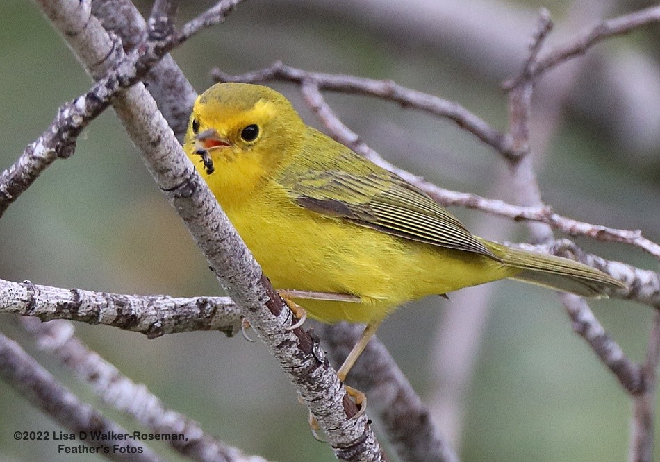 Wilson's Warbler - ML467340111