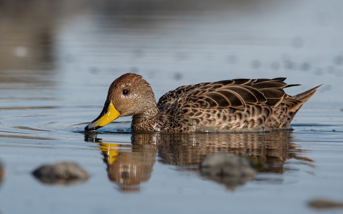 Yellow-billed Pintail - Mason Maron