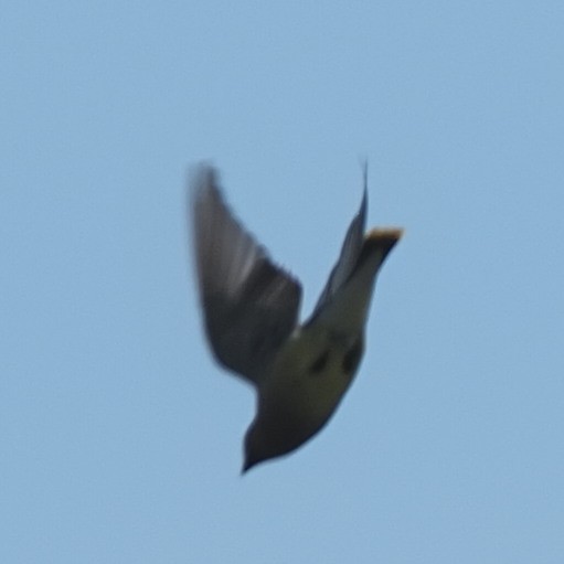 Cedar Waxwing - Milton Paul