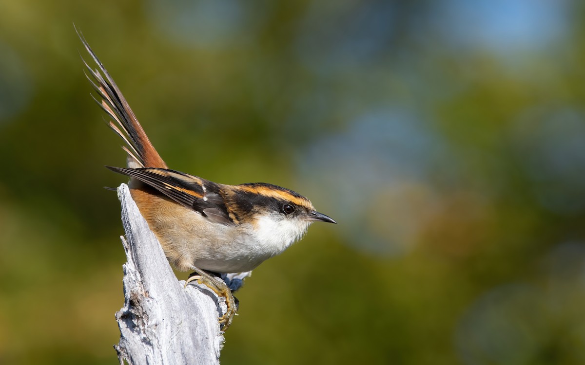 Thorn-tailed Rayadito - ML467341231