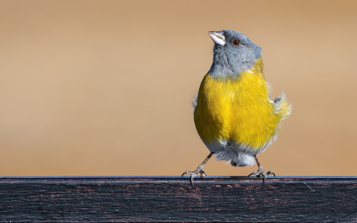 Gray-hooded Sierra Finch - ML467341491