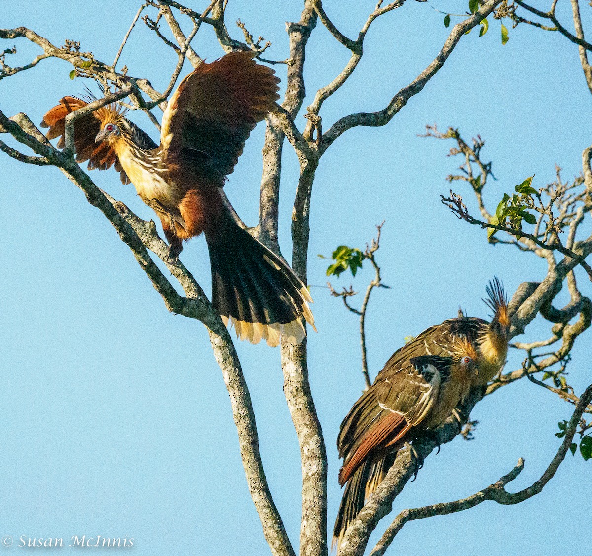 Hoatzin - ML467341601