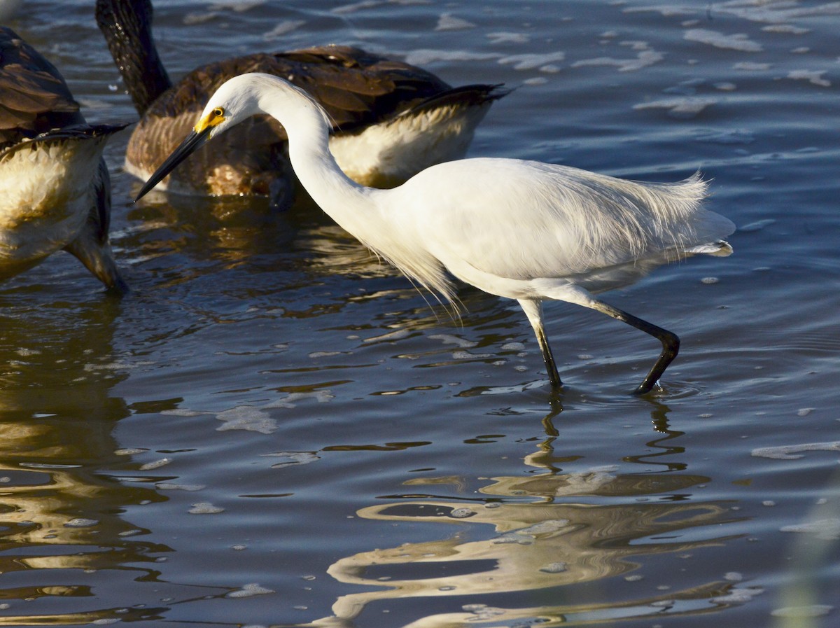 Snowy Egret - Bill Elrick